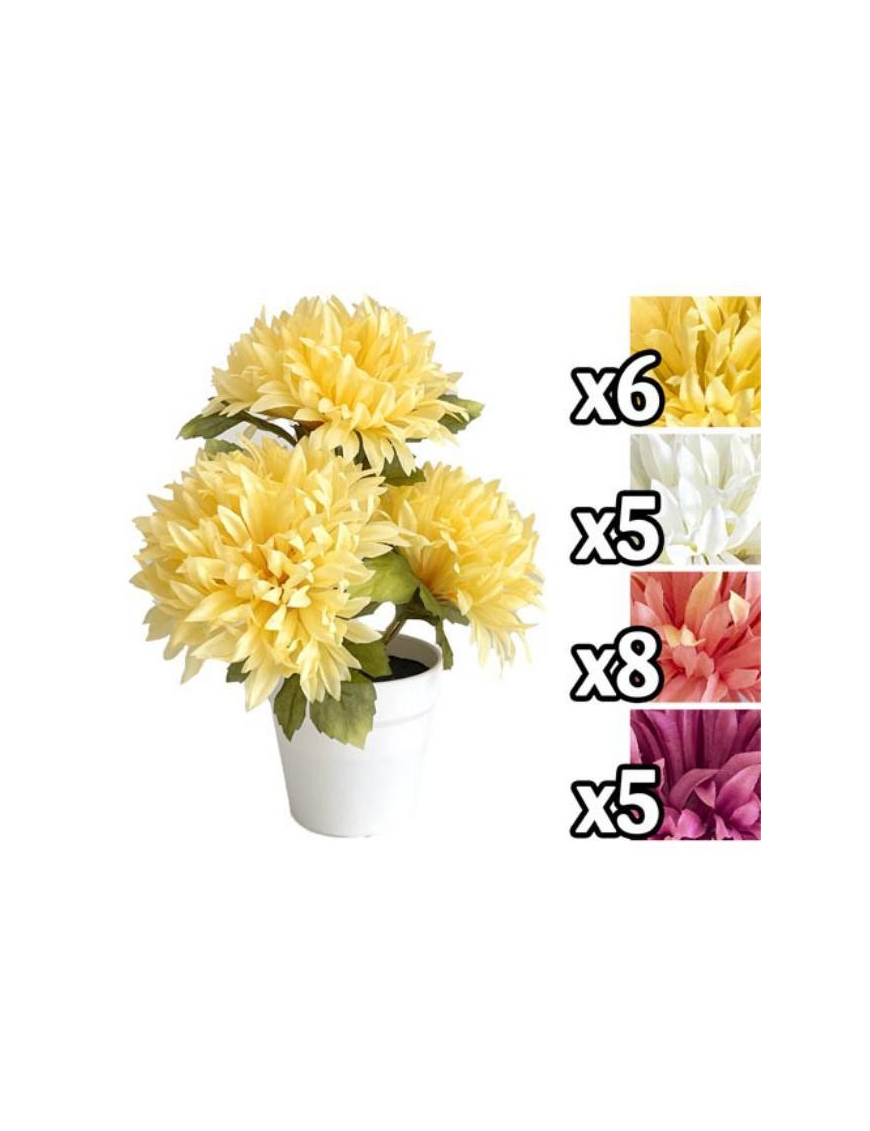 CHRYSANTHEMUM PLANT 24 CENTIMETERS