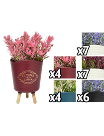 PIANTA COLORFUL 11 CENTIMETRI