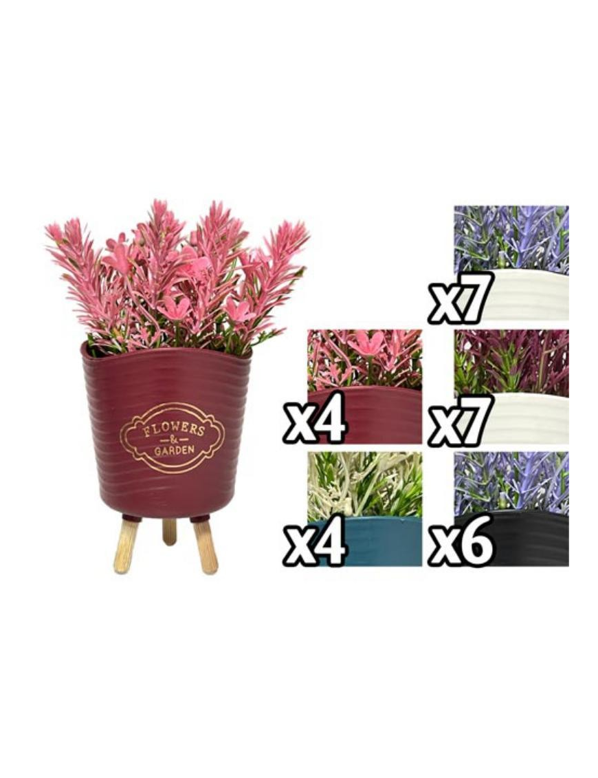 PIANTA COLORFUL 11 CENTIMETRI