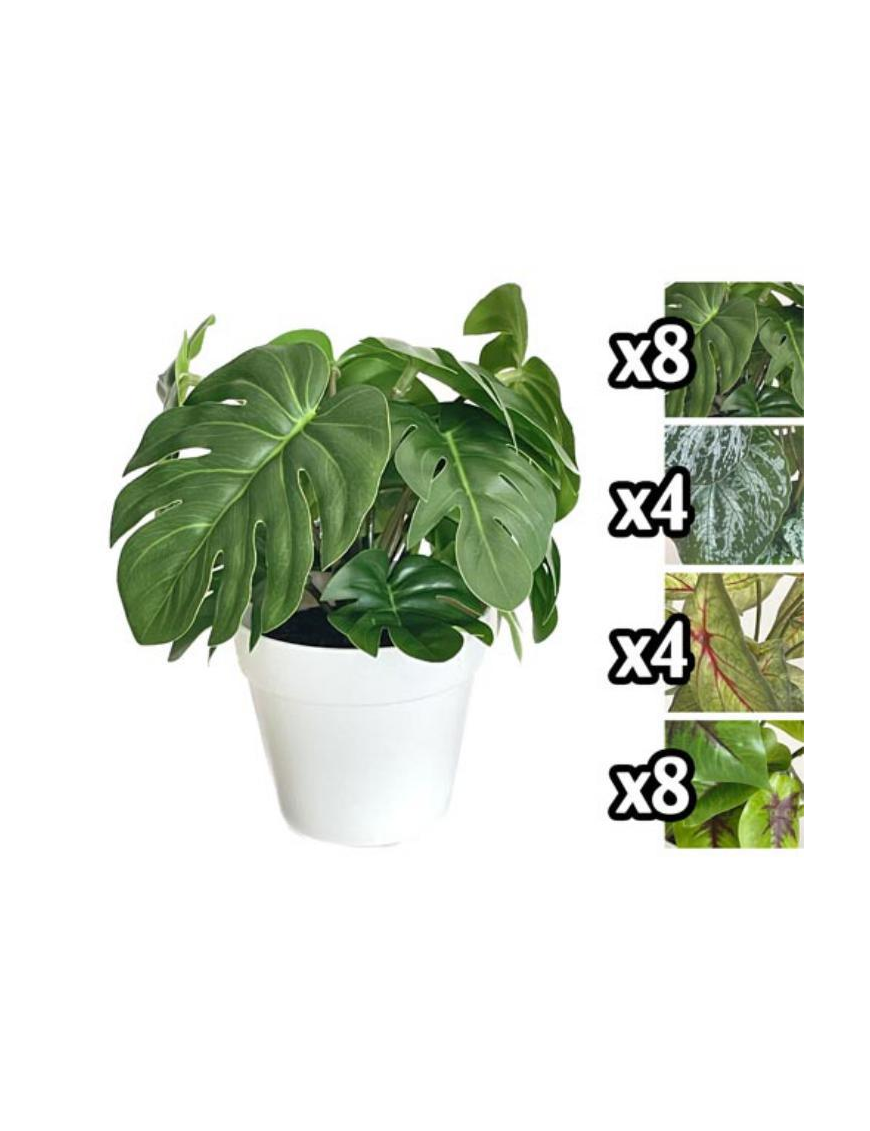 TROPICAL DOOR PLANT 21 CENTIMETERS