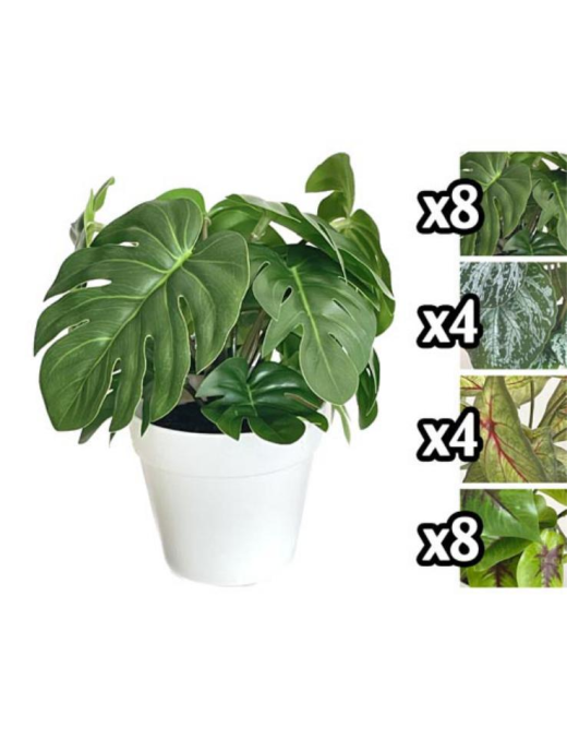 TROPICAL DOOR PLANT 21 CENTIMETERS