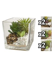 SUCCULENT PLANT GLASS VASE 12x12 cm