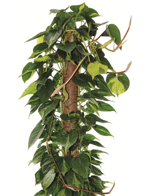BASTONE MUSCHIATO 80 CENTIMETRI