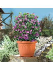 GROUND FLOWER VASE DIAMETER 50cm