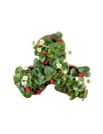 CLOVER LINE VASE DIAMETER 40x16cm