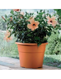 HEDERA VASE DIAMETER 40cm