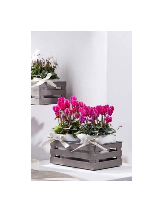 TINA CASSETTINA 25x16x10cm TORTORA