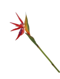 STELO STRELITZIA 80 CENTIMETRI