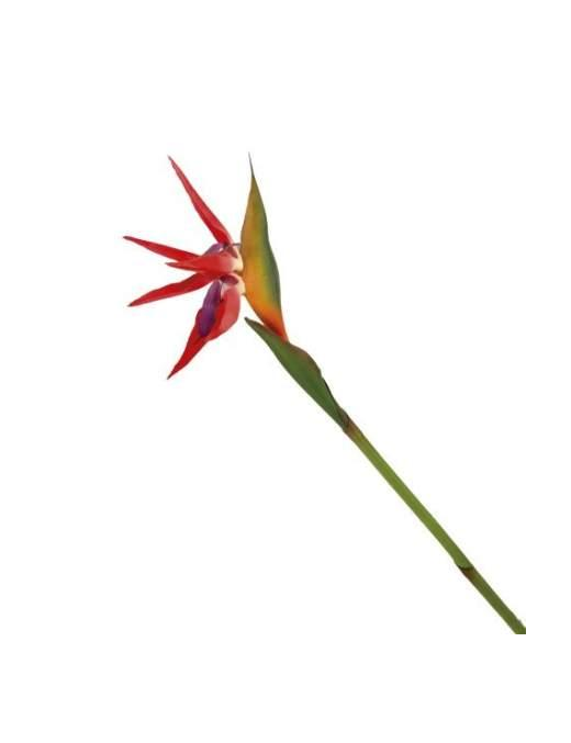 STELO STRELITZIA 80 CENTIMETRI