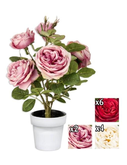PIANTA  GR. ROSA OPEN 45cm GYI56162