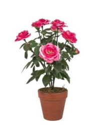 PIANTA  GR. ROSA TPF38665 $$