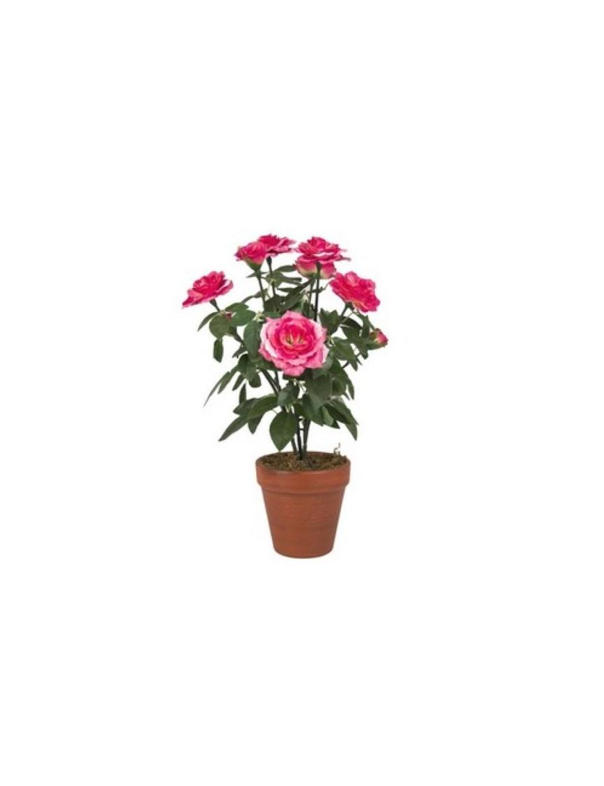 PIANTA  GR. ROSA TPF38665