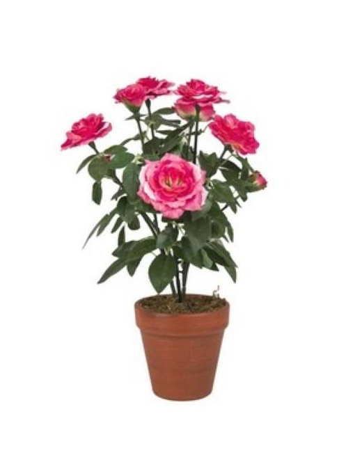 PIANTA  GR. ROSA TPF38665