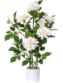 PIANTA DALIA 80 CENTIMETRI