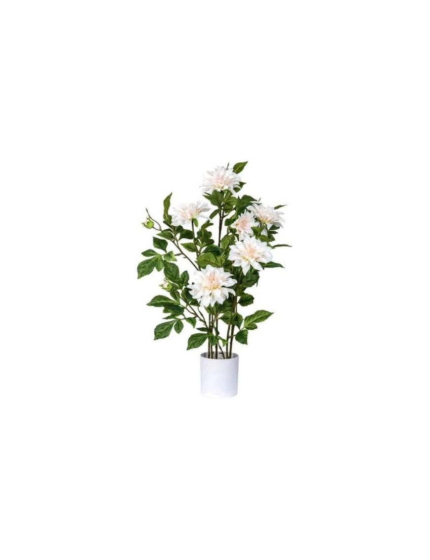 PIANTA DALIA 80 CENTIMETRI