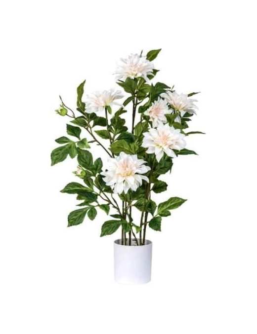 PIANTA DALIA 80 CENTIMETRI
