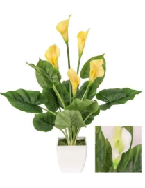 PIANTA CALLA