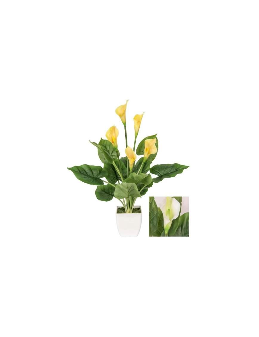 PIANTA CALLA