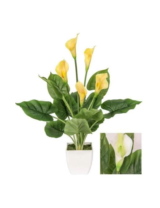 PIANTA CALLA