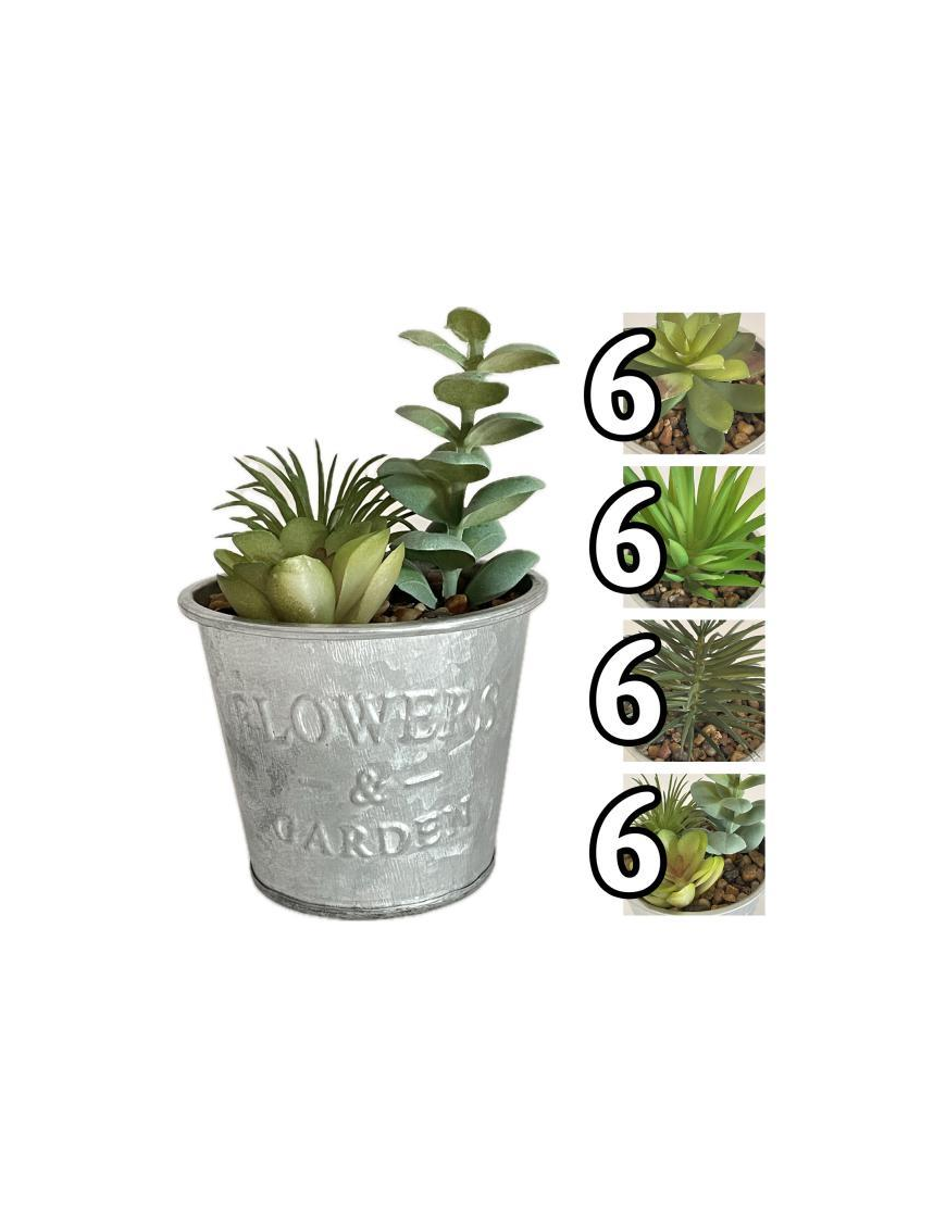 PIANTA GRASSA TIN 13cm