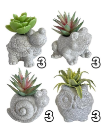 PIANTA GRASSA SMALL FRIEND 7x5x9cm