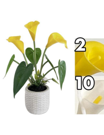 PIANTA CALLA 32cm