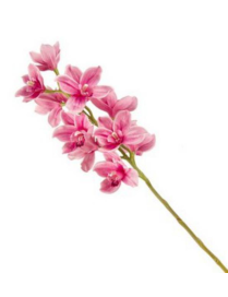 STELO CYMBIDIUM