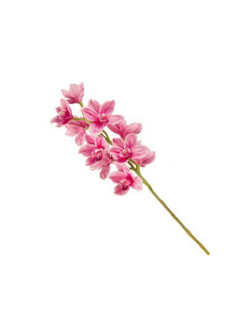 STELO CYMBIDIUM