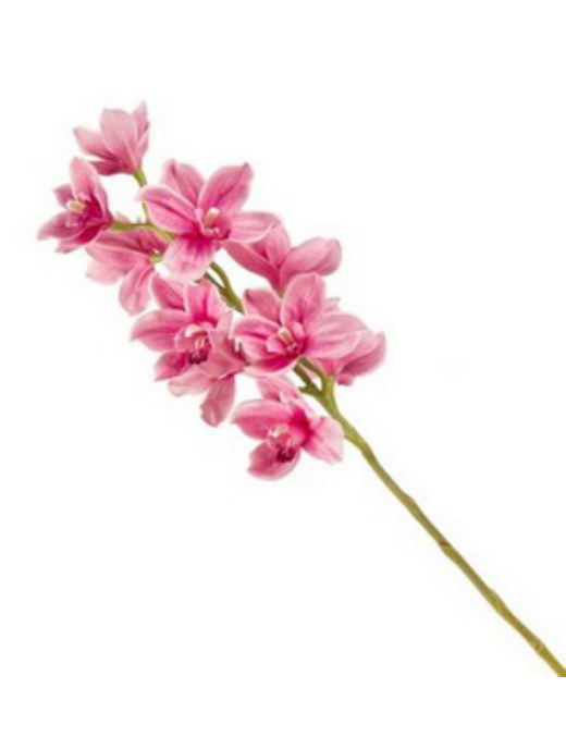 STELO CYMBIDIUM