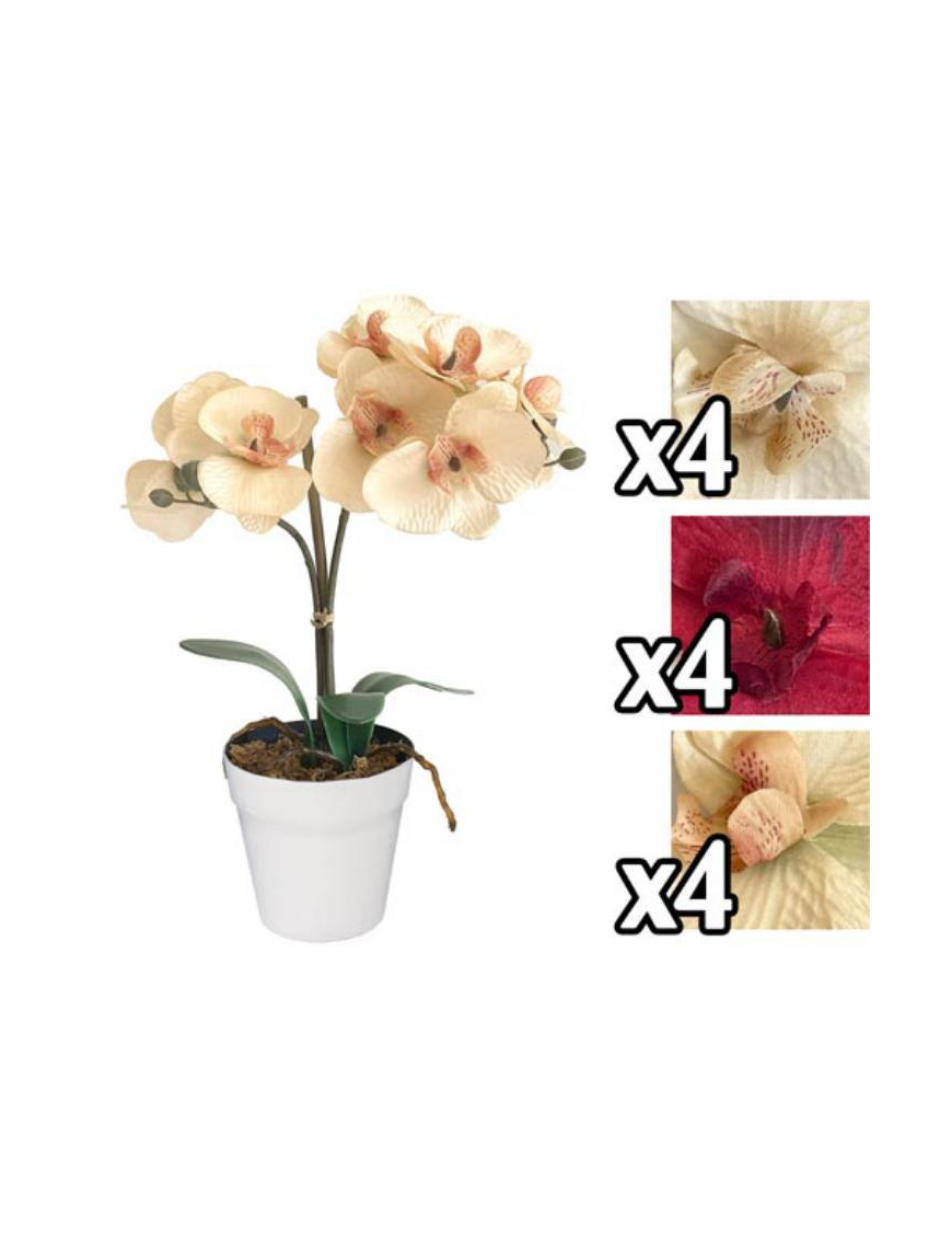 ORCHID PLANT 31 CENTIMETERS
