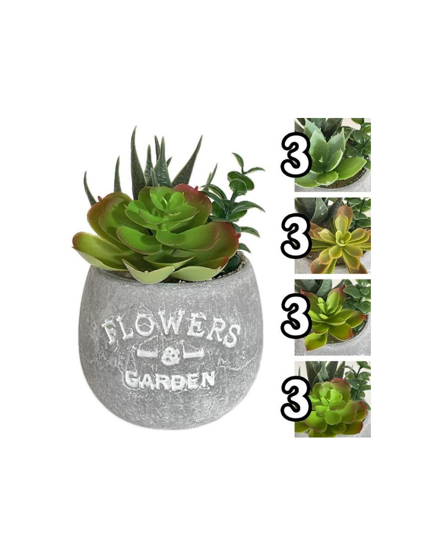 ROUND SUCCULENT PLANT 15cm