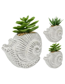 PIANTA GRASSA VASO CHIOCCIOLA 16,5cm