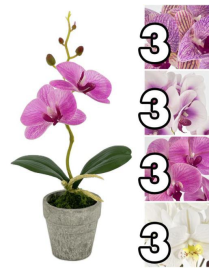 PIANTA ORCHIDEA SMALL 27,5cm