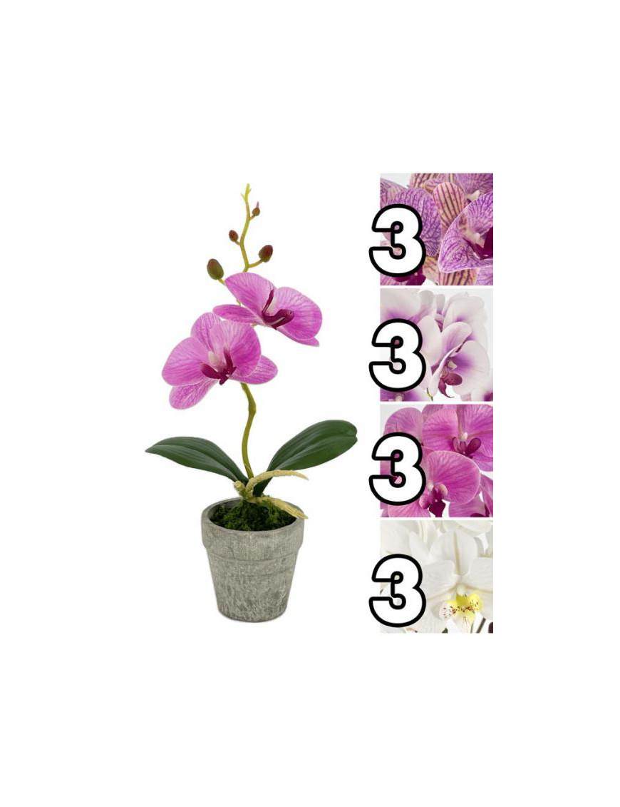 SMALL ORCHID PLANT 27.5cm