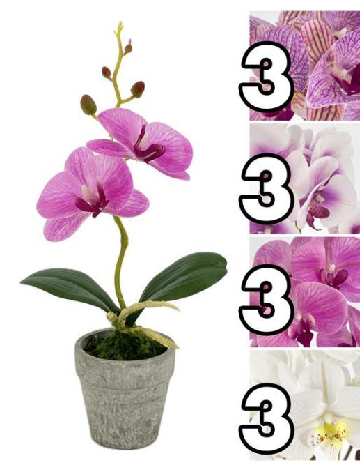 PIANTA ORCHIDEA SMALL 27,5cm