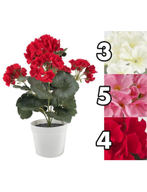 DURBAN HYDRANGEA PLANT 37cm