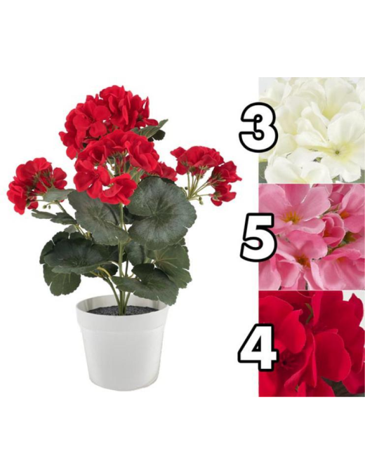 DURBAN HYDRANGEA PLANT 37cm