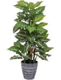 MONSTERA POINT PLANT 85cm