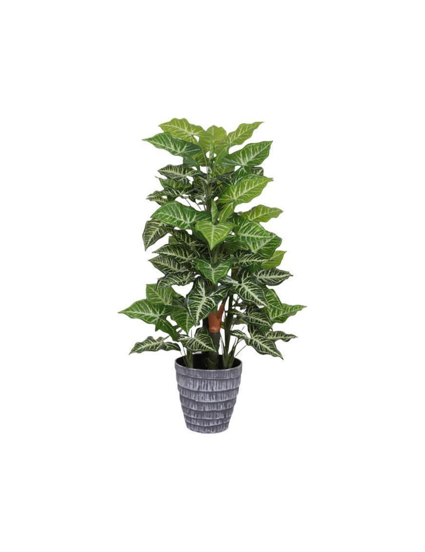 PIANTA  MONSTERA POINT 85cm