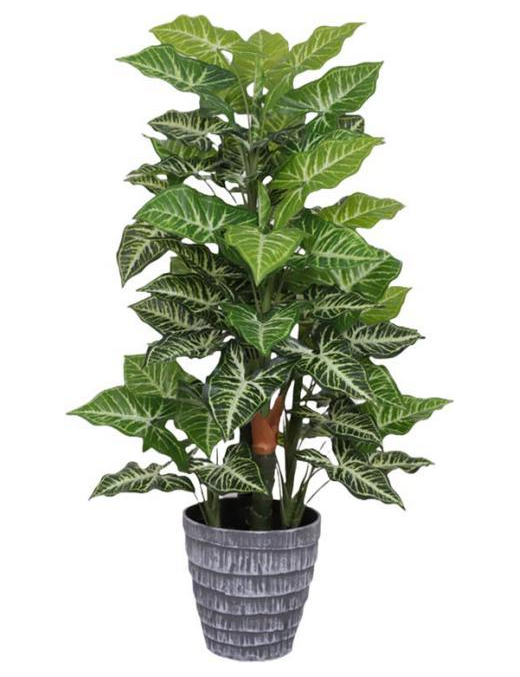 PIANTA  MONSTERA POINT 85cm