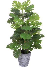 PIANTA  MONSTERA POINT 85cm