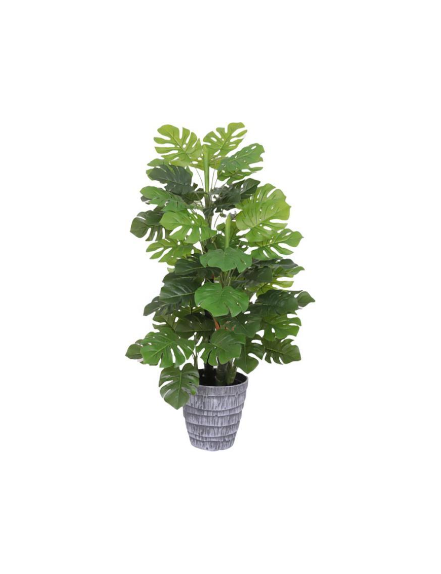 PIANTA  MONSTERA POINT 85cm