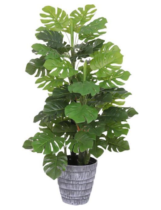 PIANTA  MONSTERA POINT 85cm