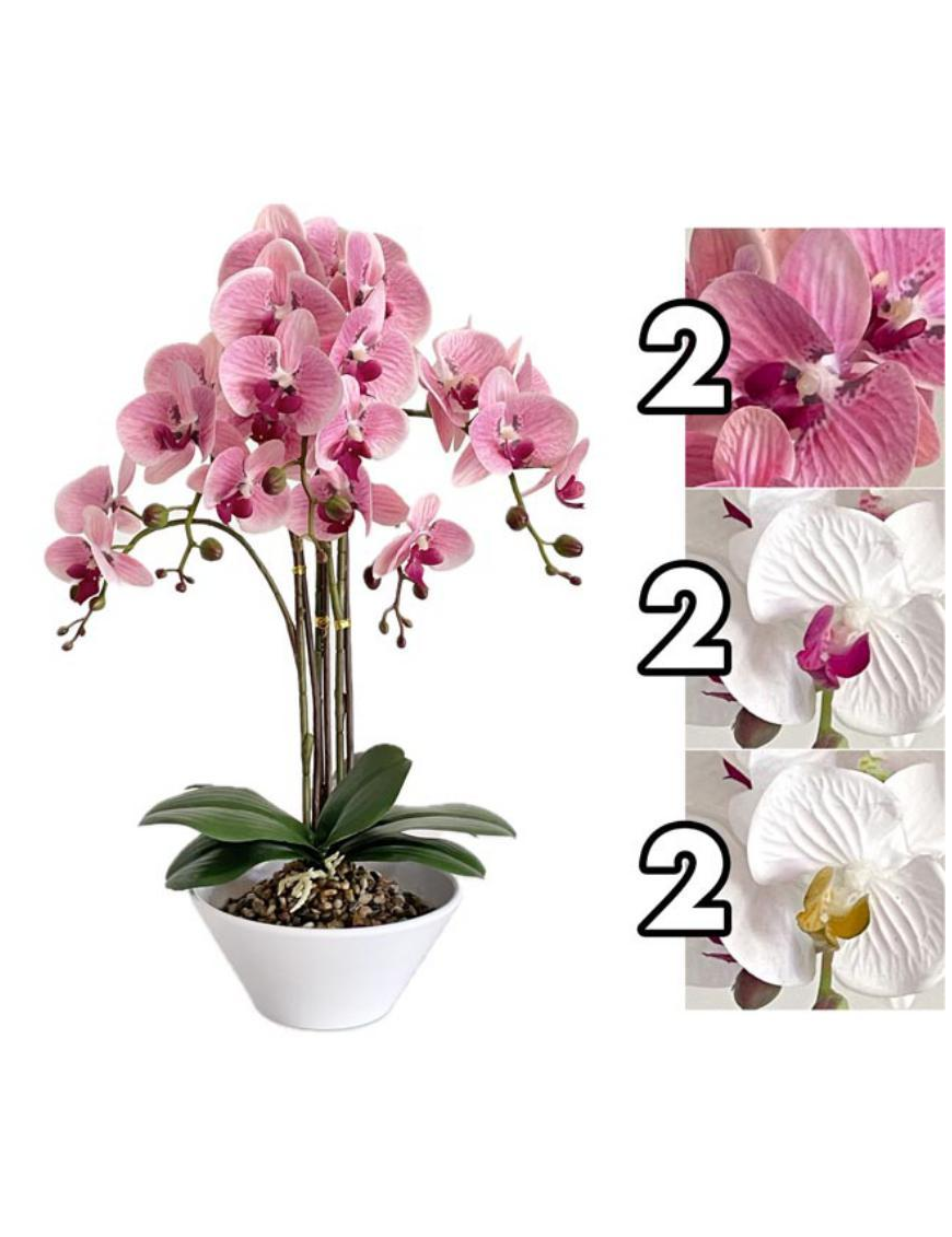PIANTA GRASSA ORCHIDEA MAJESTY