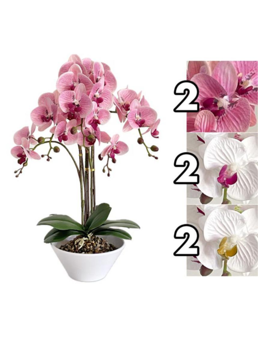 PIANTA GRASSA ORCHIDEA MAJESTY