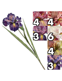 STELO IRIS BIG FLOWER 85cm