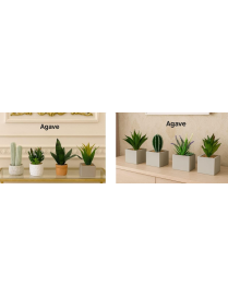 PIANTINA GRASSA AGAVE IN VASO CERAMICA
