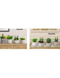 PIANTINA GRASSA OPUNTIA IN VASO CERAMICA