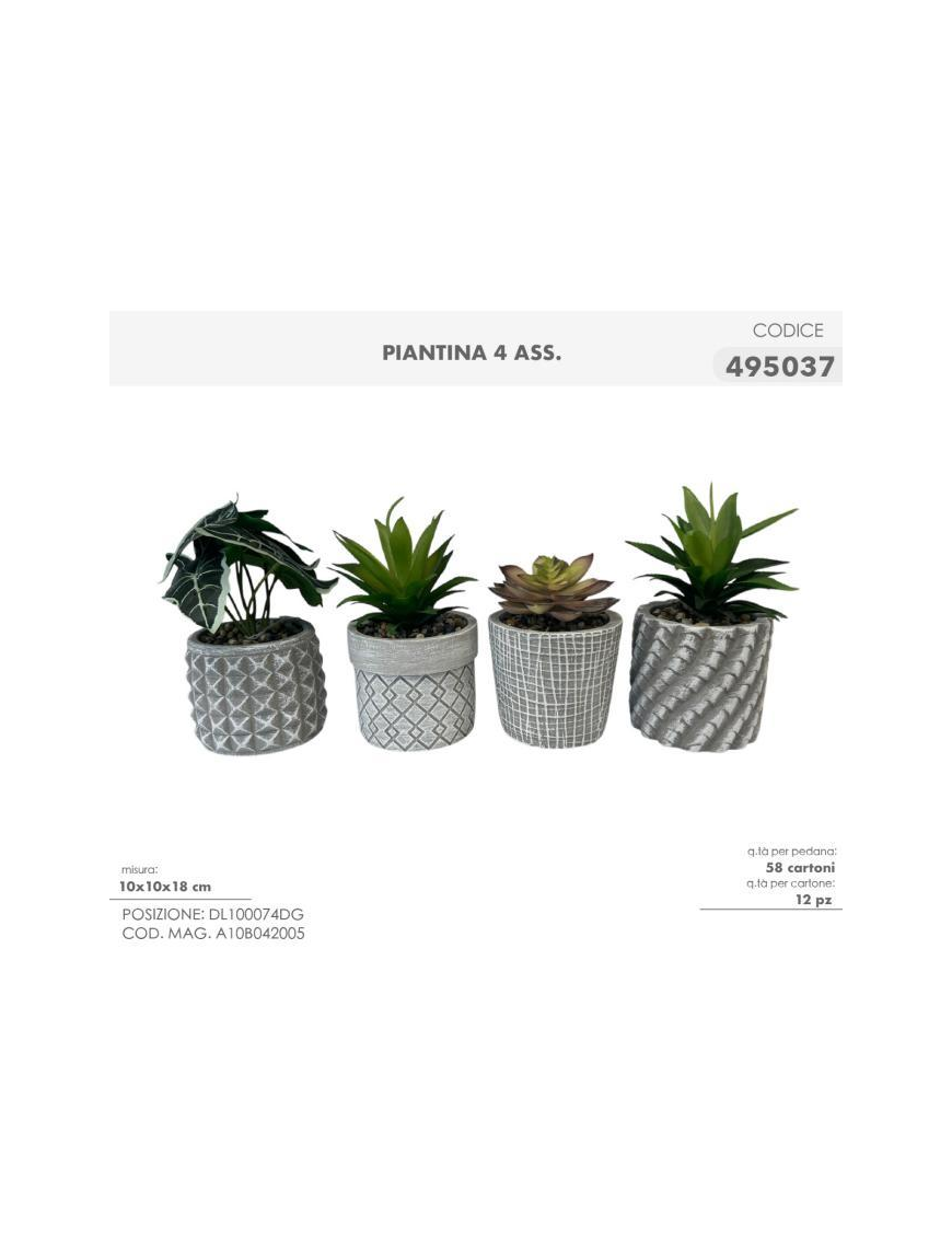 PIANTINA GRASSA 10x18cm 495037