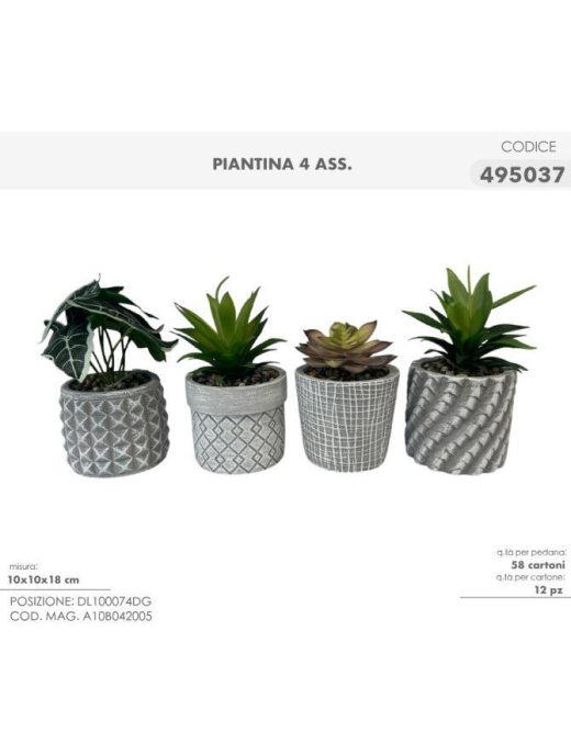 PIANTINA GRASSA 10x18cm 495037